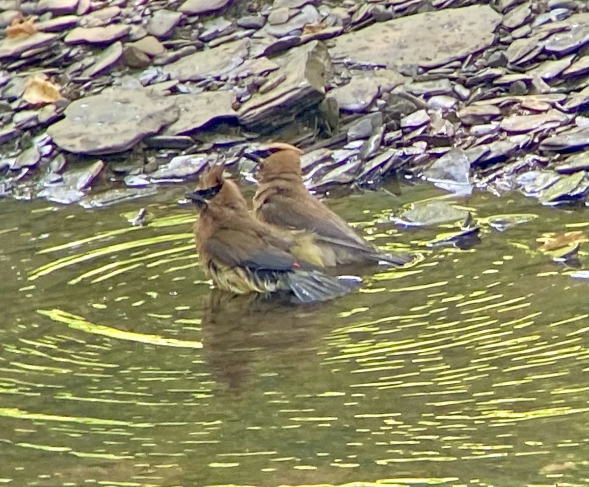 Cedar Waxwing - ML605964731