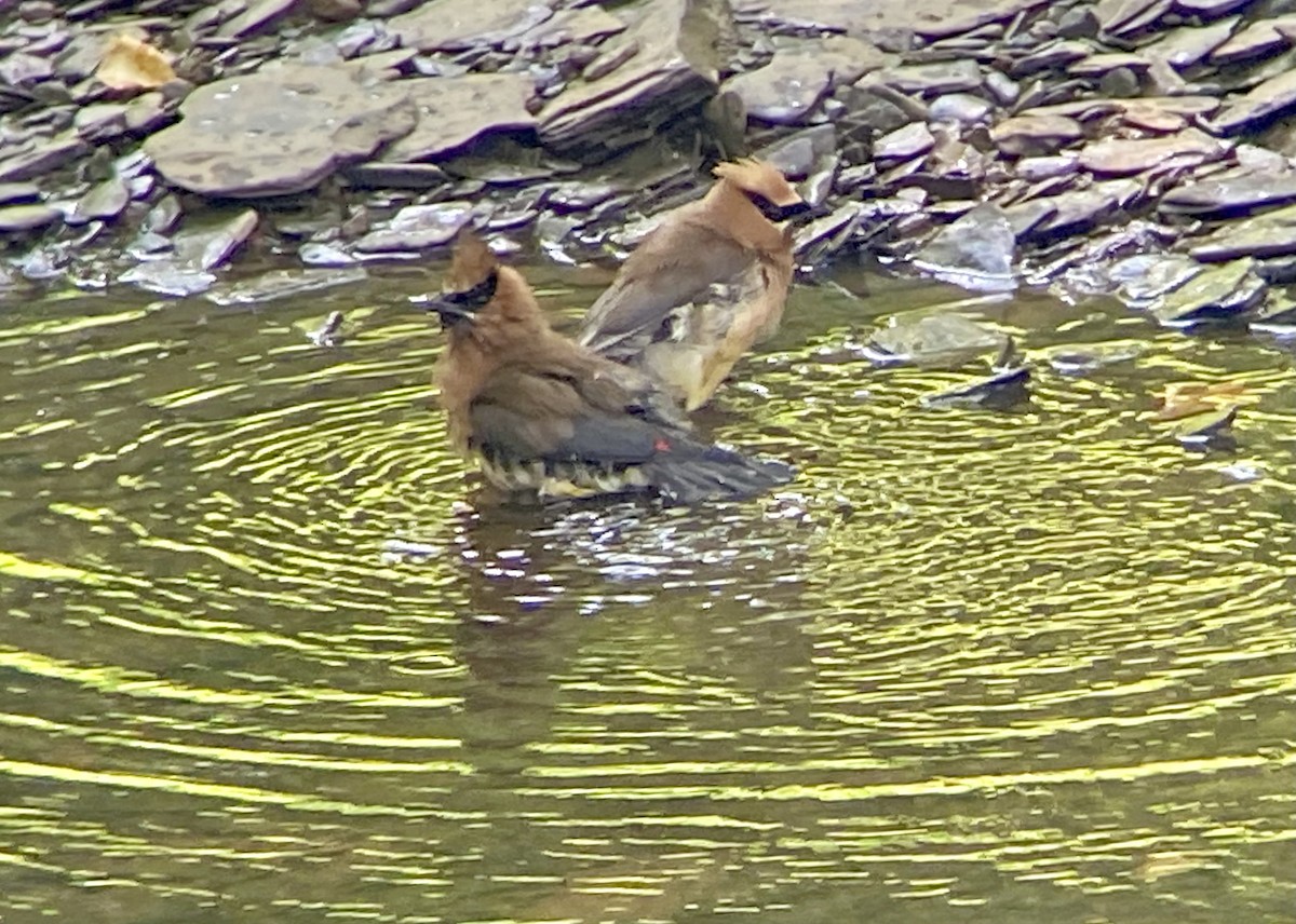 Cedar Waxwing - ML605964751