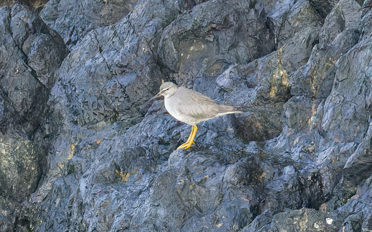 Wandering Tattler - ML605964811