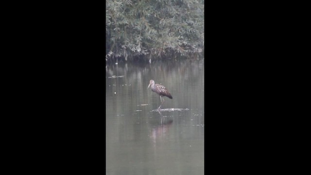 Limpkin - ML605966921