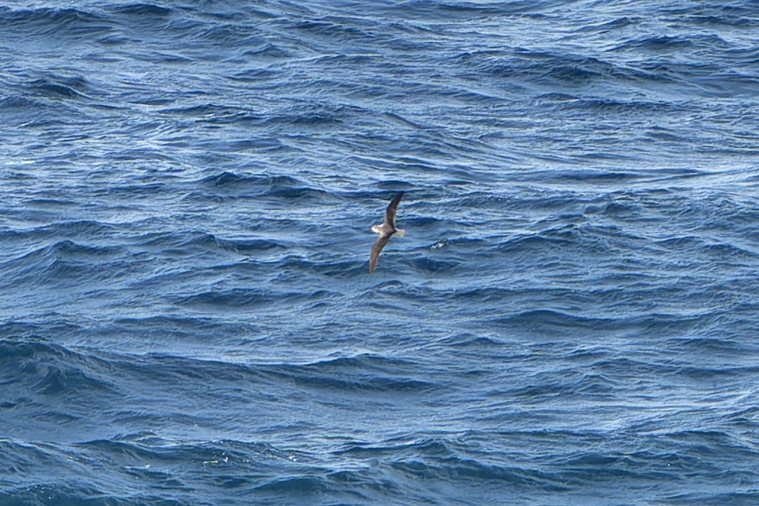 Fea's Petrel (Desertas) - Daniel López-Velasco | Ornis Birding Expeditions