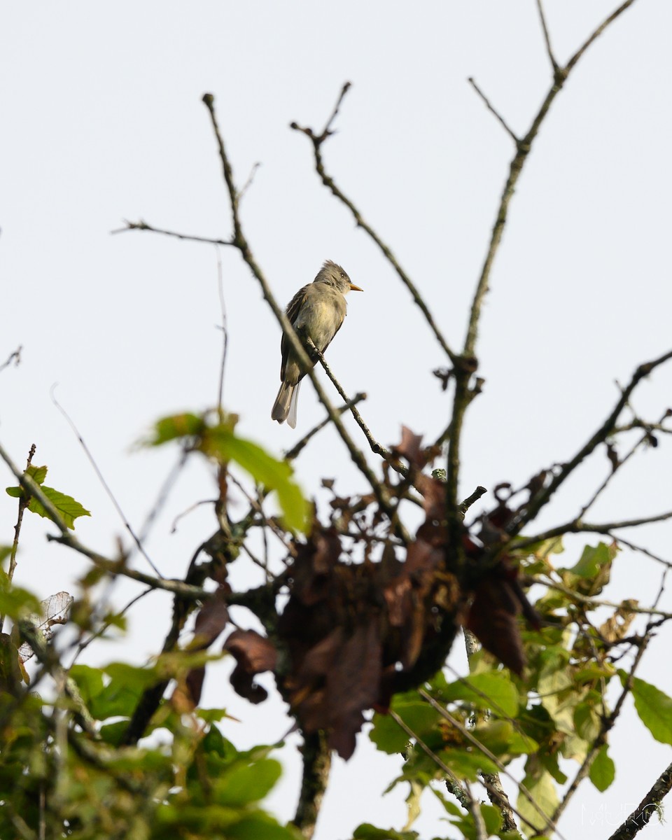 Greater Pewee - ML605967381