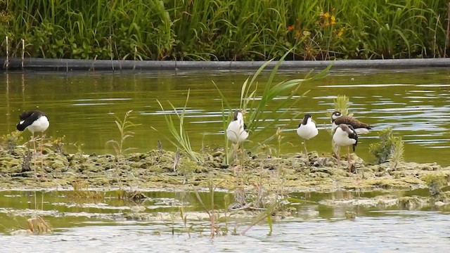 Black-necked Stilt - ML605967781