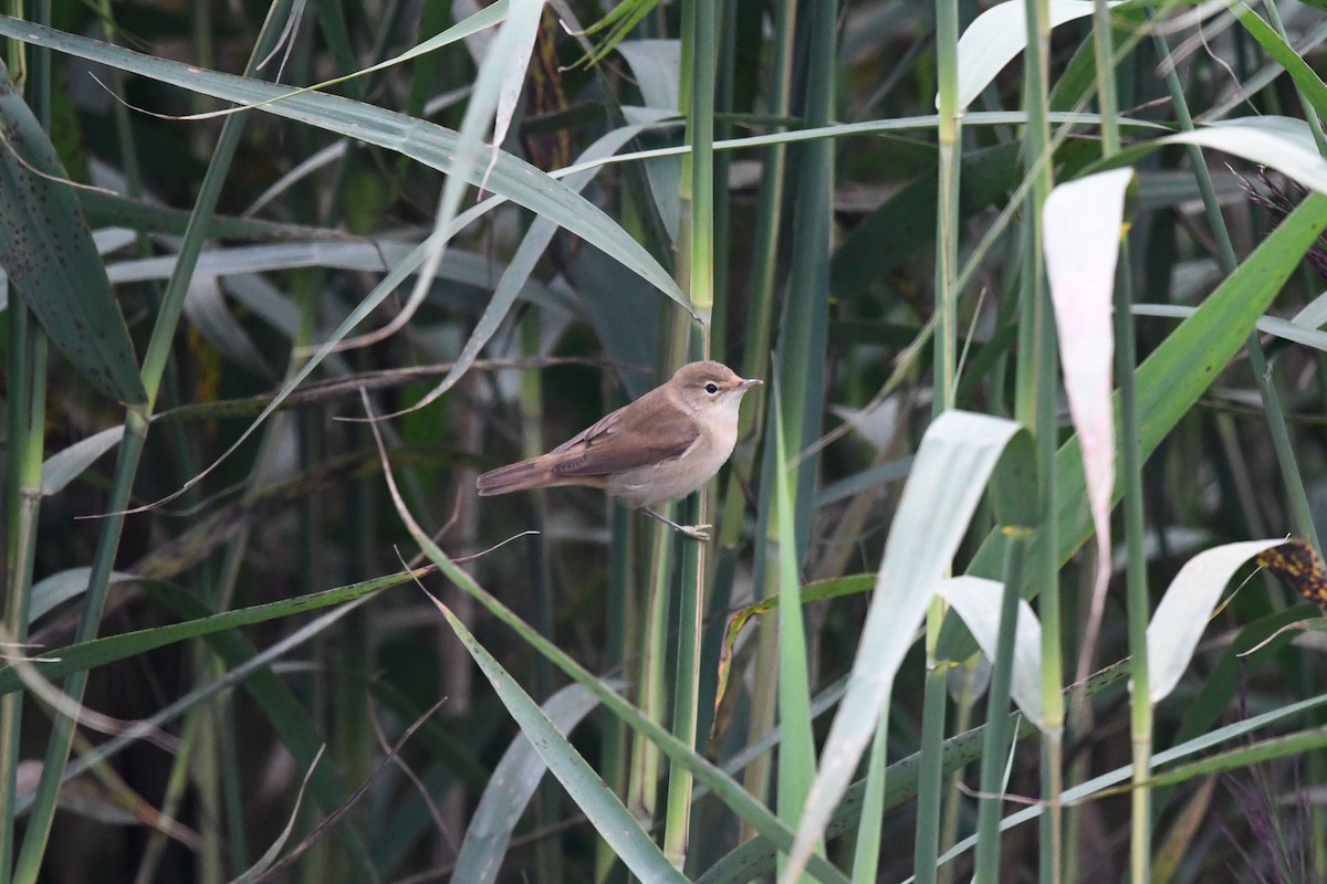 Common Reed Warbler - ML605968191