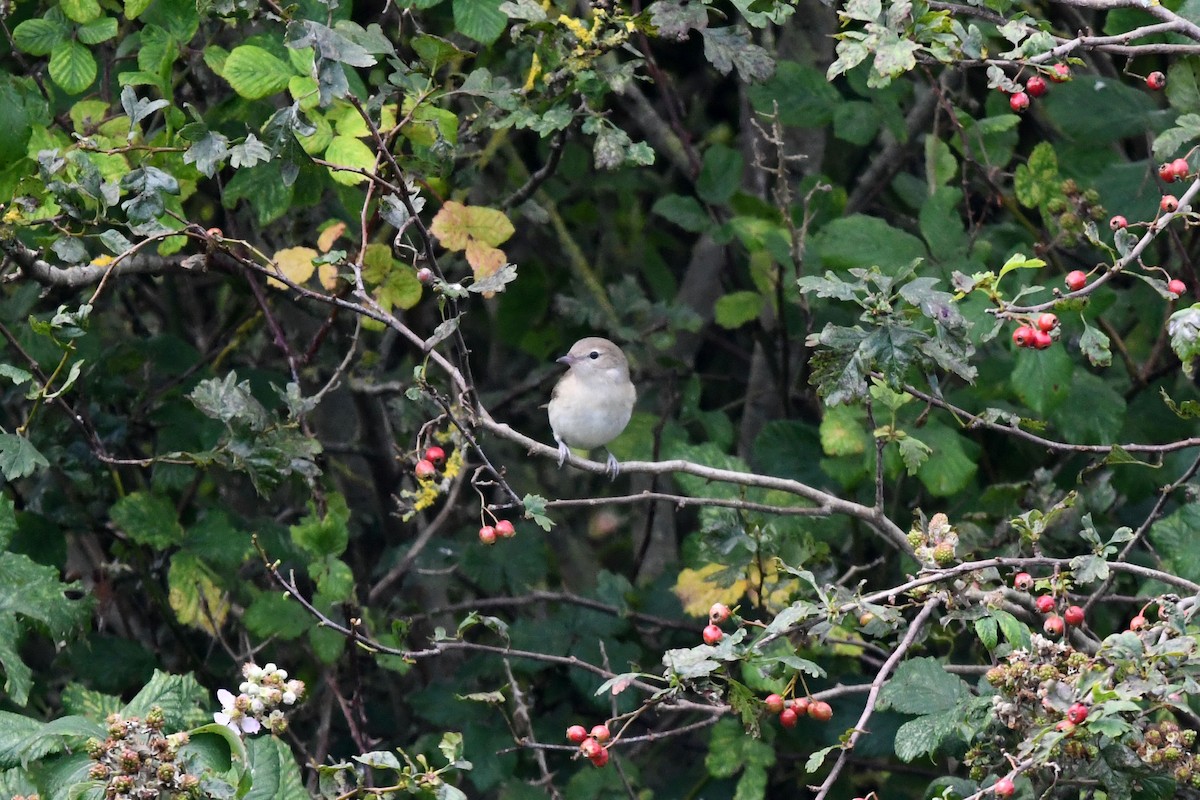 Garden Warbler - ML605968211