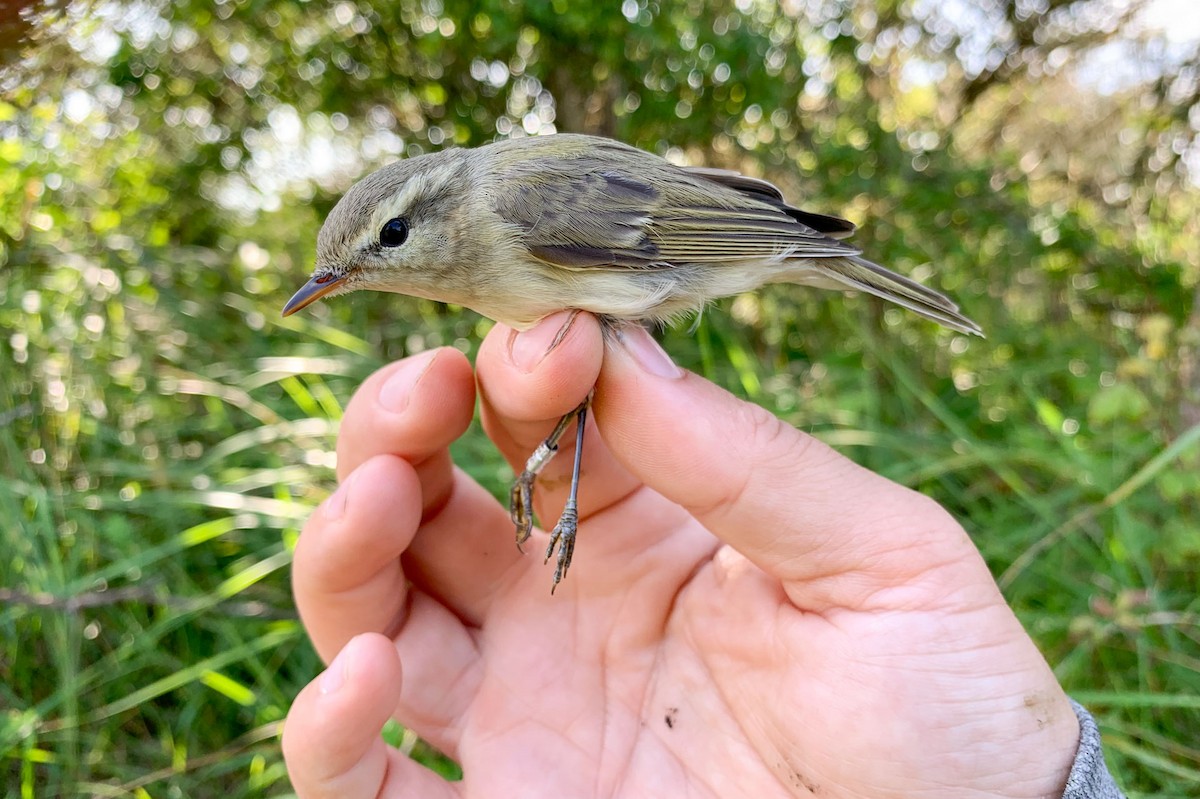 Ногоовор дууч шувуу - ML605968371