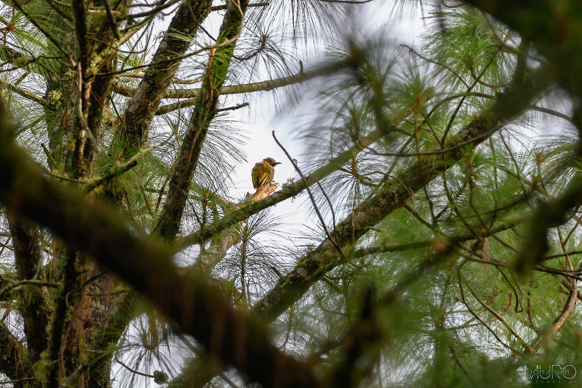 Golden-olive Woodpecker - ML605968781