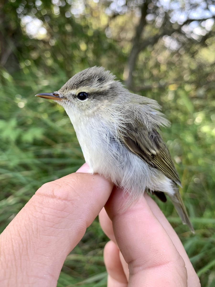 Ногоовор дууч шувуу - ML605968811