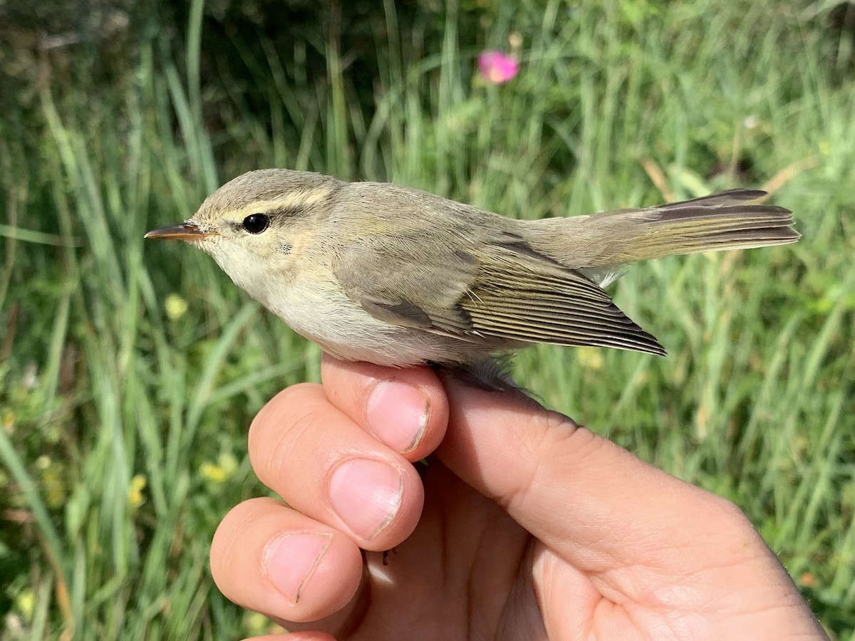 Ногоовор дууч шувуу - ML605968821