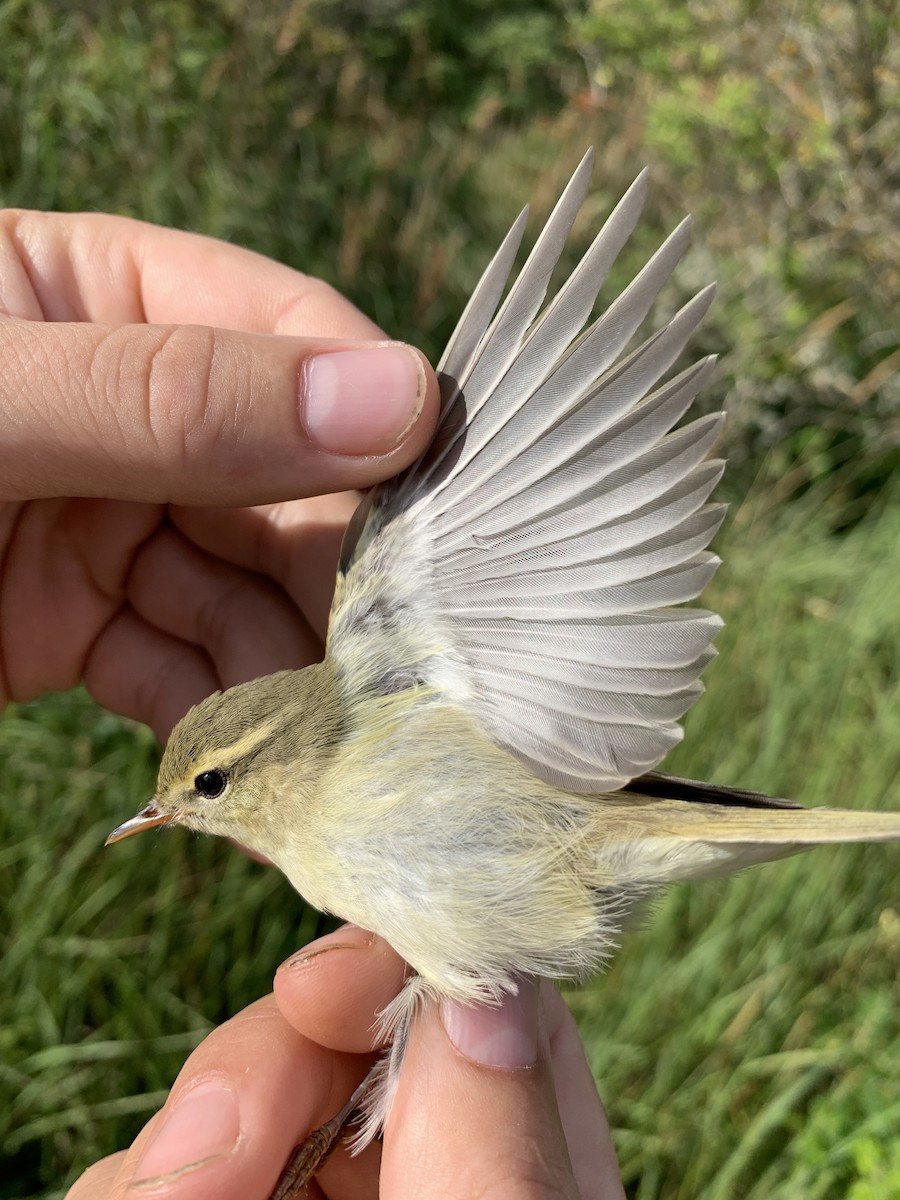 Ногоовор дууч шувуу - ML605968831