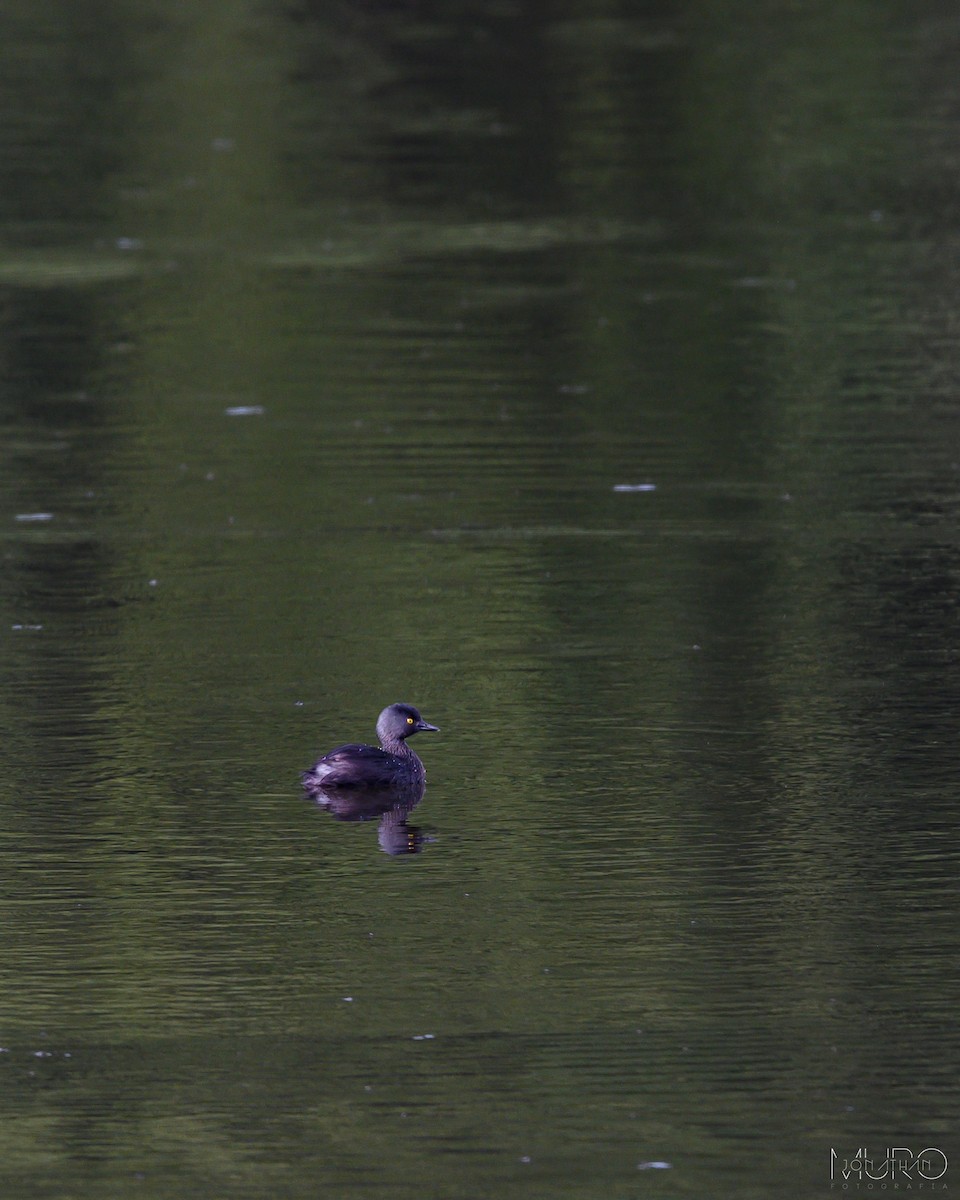 Least Grebe - Jonathan Muró