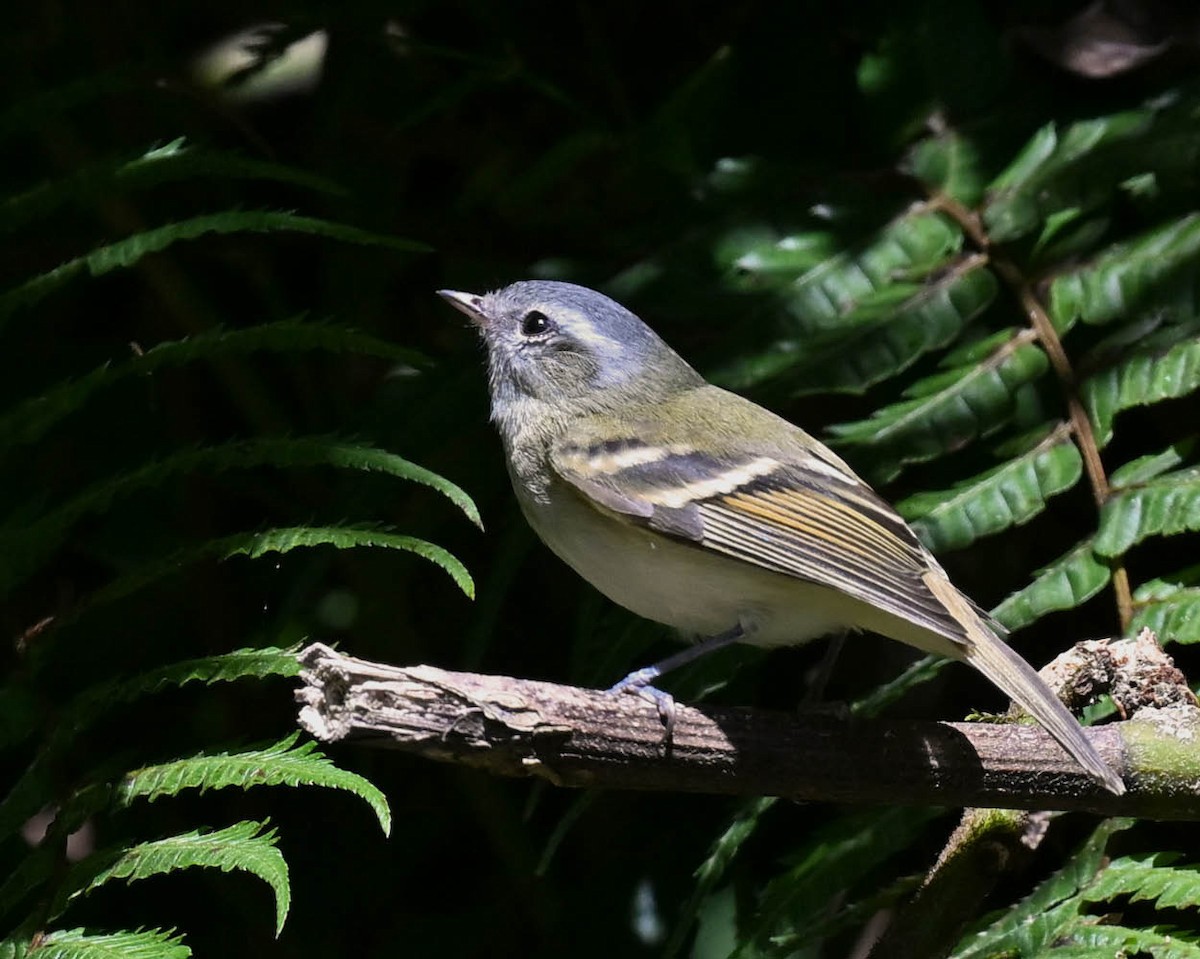 Buff-banded Tyrannulet - ML605971831