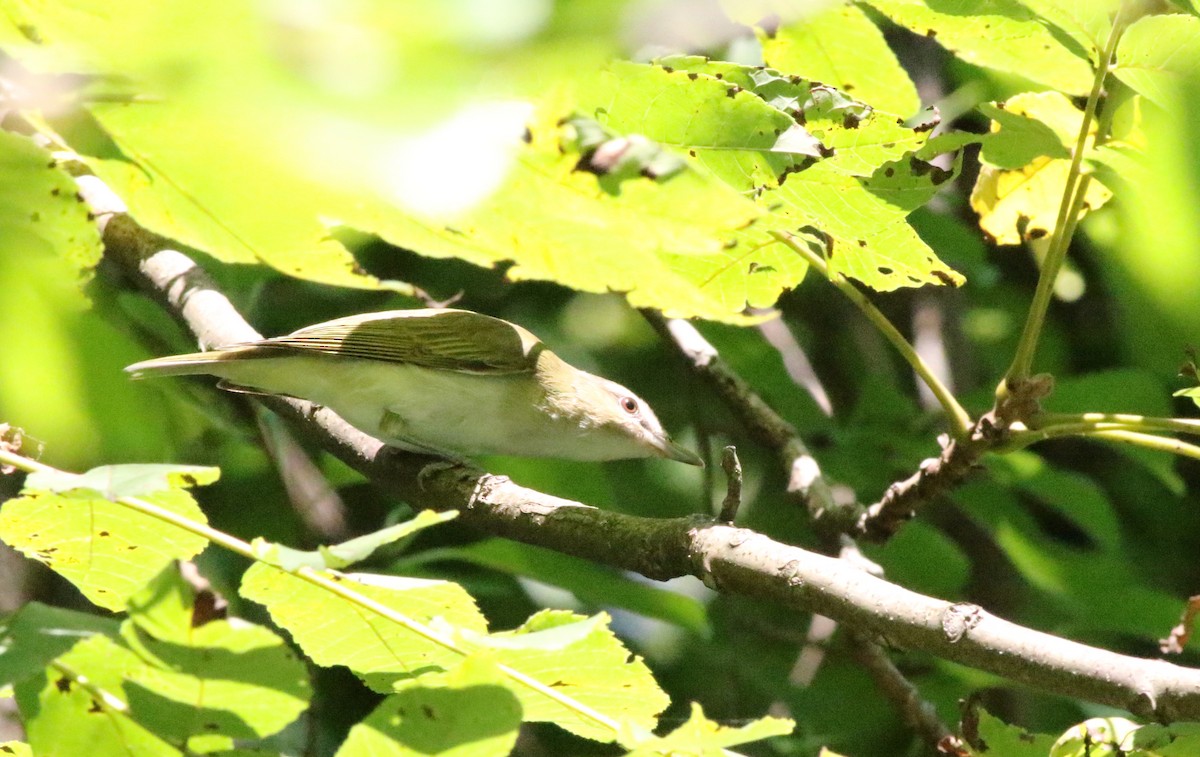 Red-eyed Vireo - ML605972121