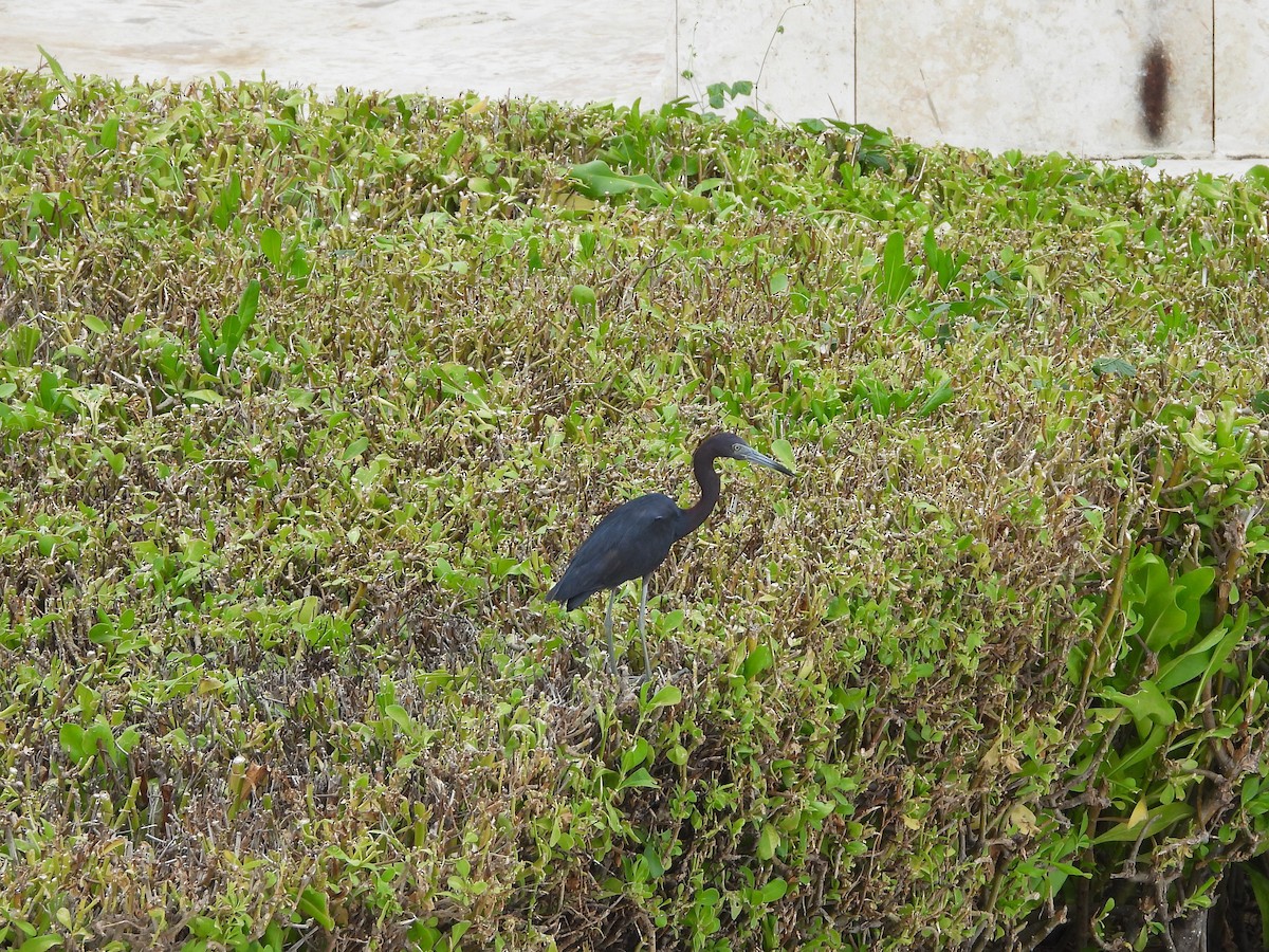 Little Blue Heron - ML605972131