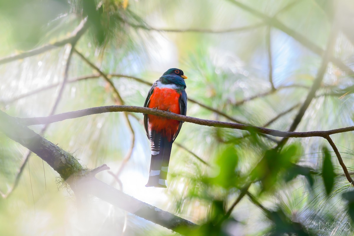 Mountain Trogon - ML605973101