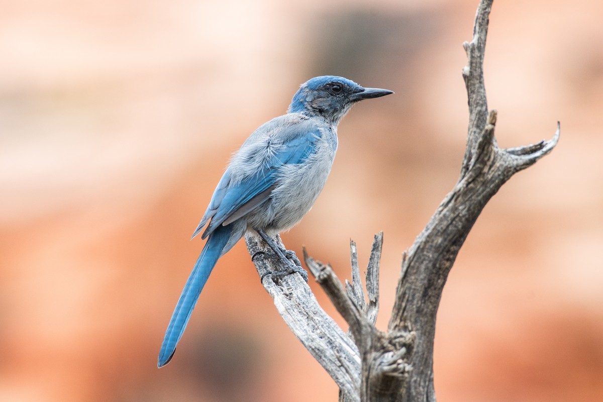 Woodhouse's Scrub-Jay (Woodhouse's) - ML605973111