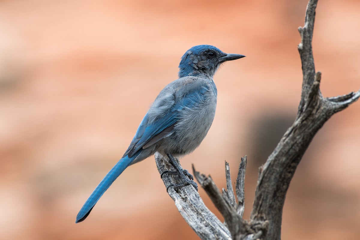 Woodhouse's Scrub-Jay (Woodhouse's) - ML605973131