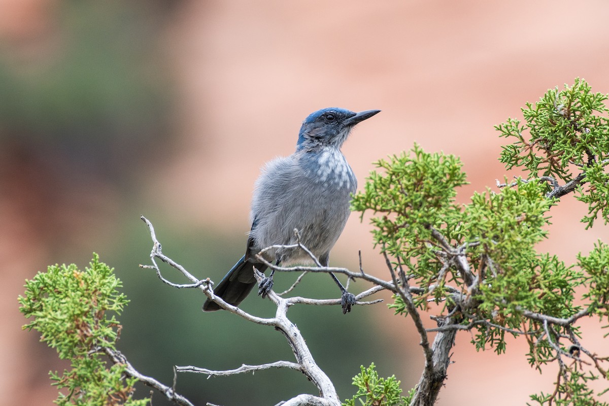 Woodhouse's Scrub-Jay (Woodhouse's) - ML605973171