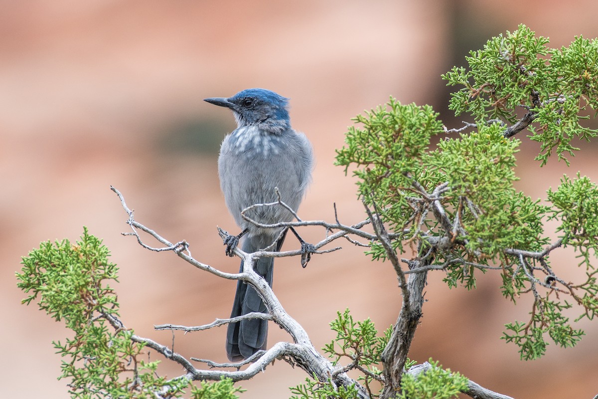 Woodhouse's Scrub-Jay (Woodhouse's) - ML605973181