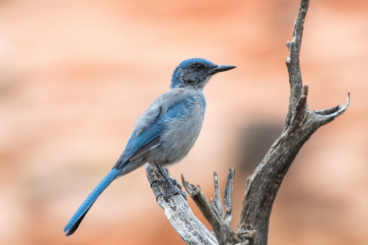 Woodhouse's Scrub-Jay (Woodhouse's) - ML605973201