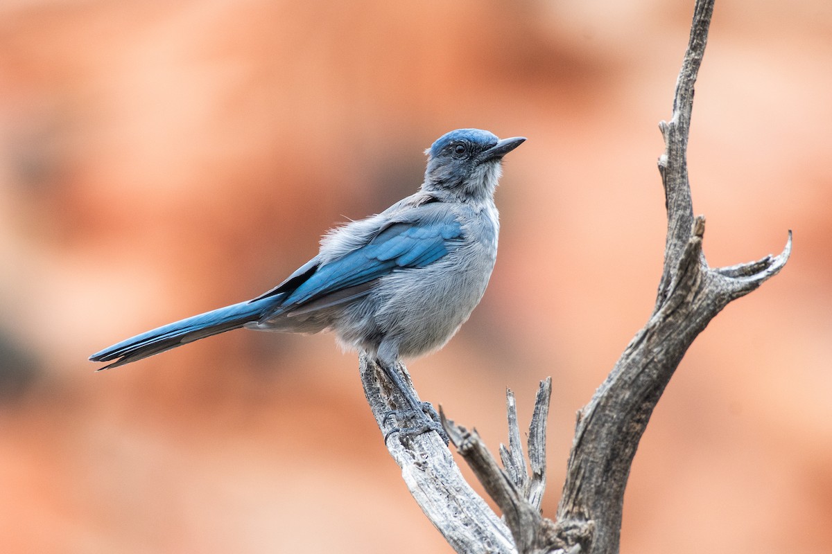 Woodhouse's Scrub-Jay (Woodhouse's) - ML605973231