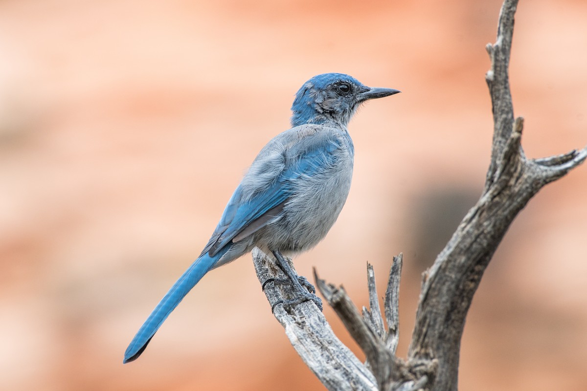 Woodhouse's Scrub-Jay (Woodhouse's) - ML605973481