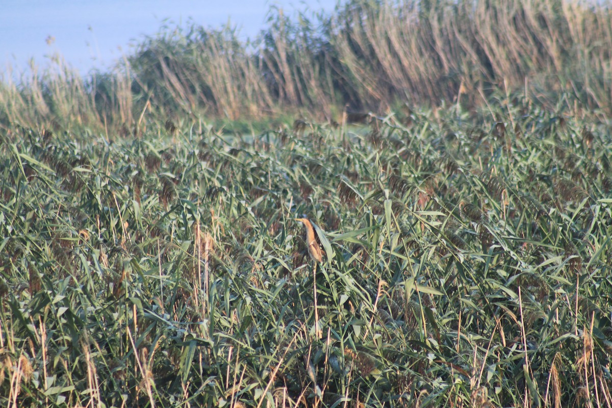 Little Bittern - Jan Wierzgoń