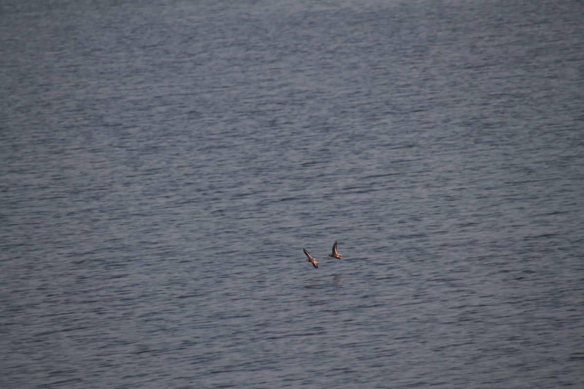 Common Sandpiper - ML605974191