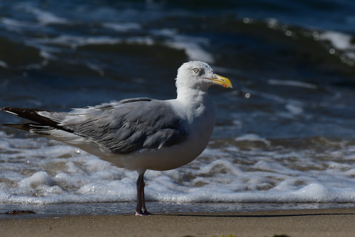 Herring Gull - ML605974511