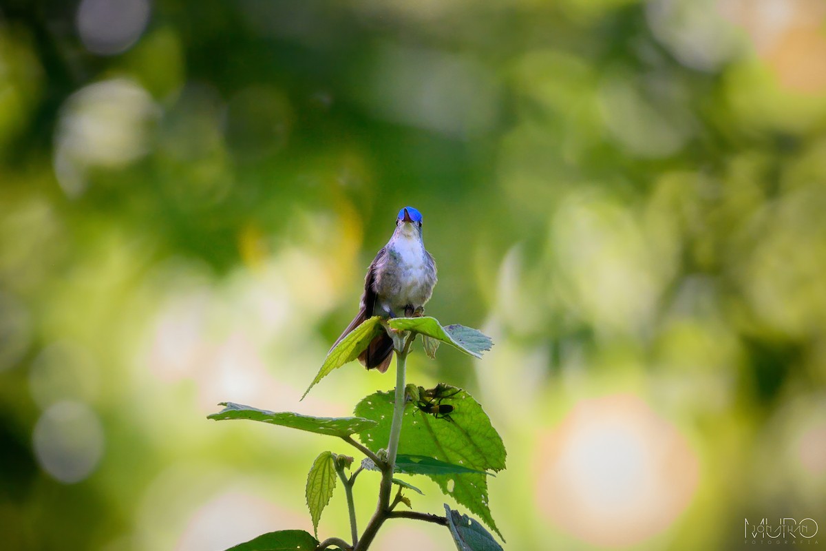 Azure-crowned Hummingbird - ML605974671