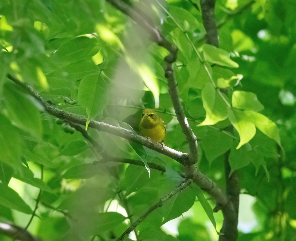 Lawrence's Warbler (hybrid) - ML605974881