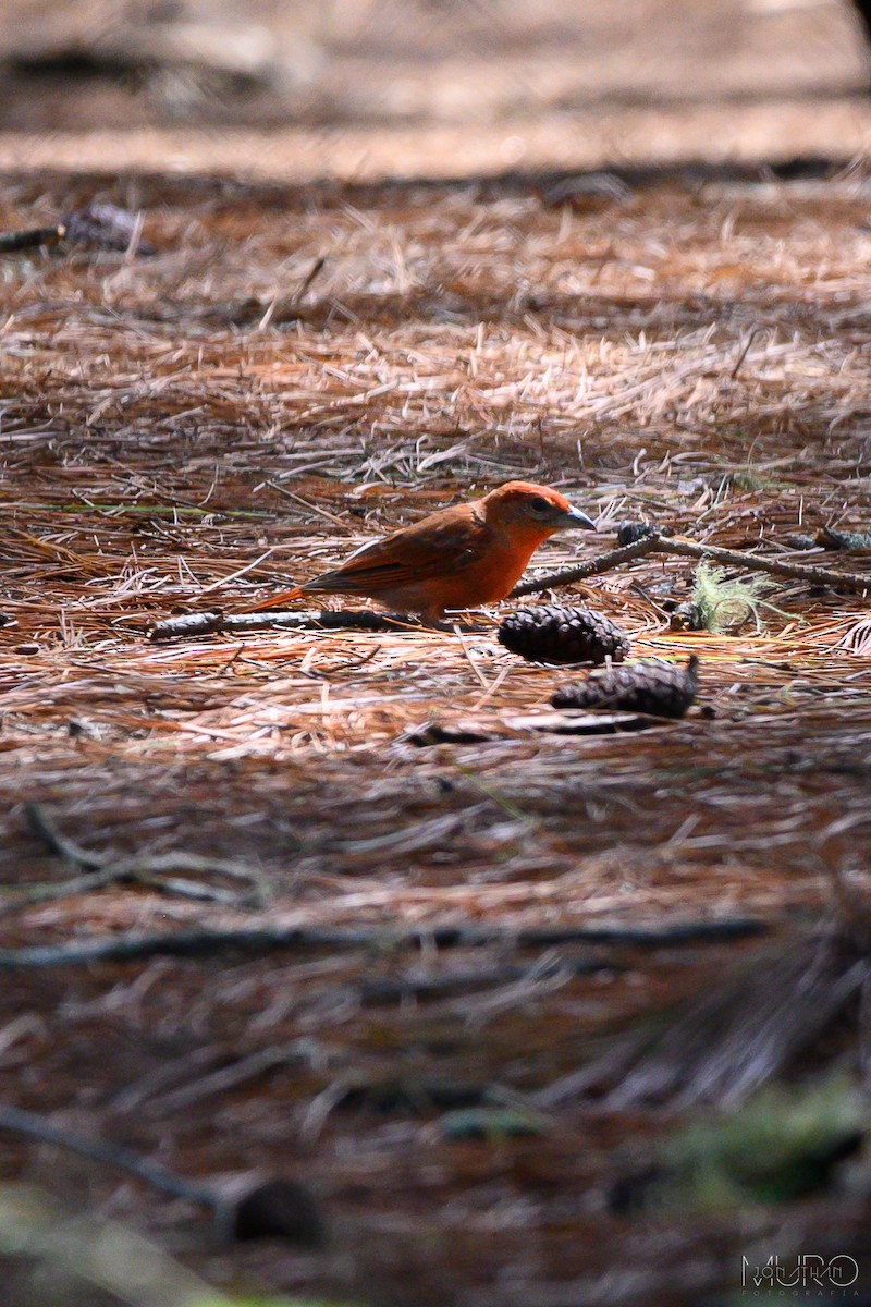 Hepatic Tanager - ML605975401