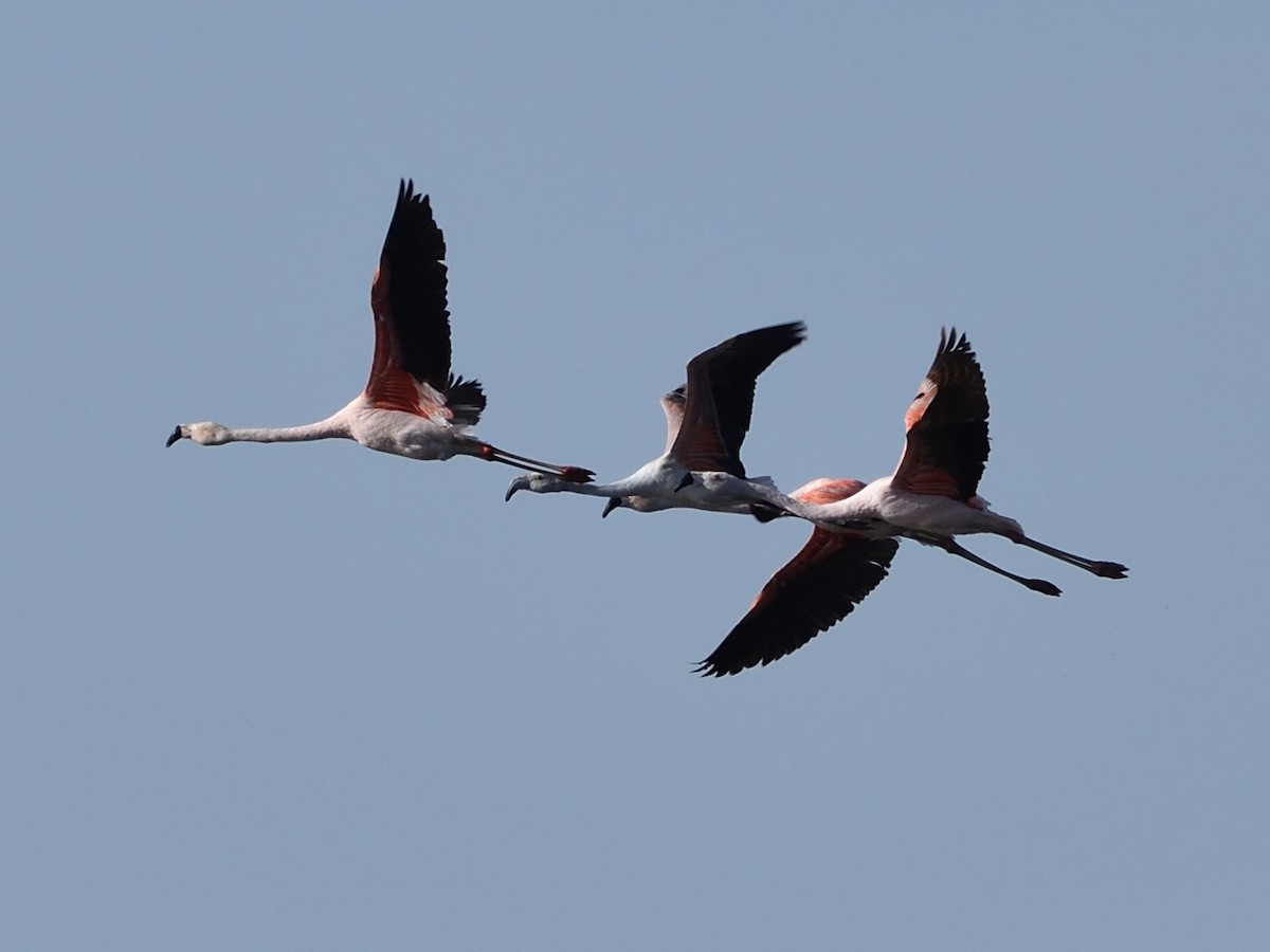 Chilean Flamingo - ML605975871