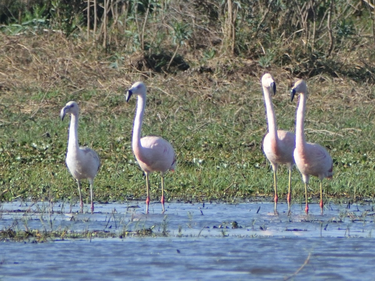 Şili Flamingosu - ML605975881