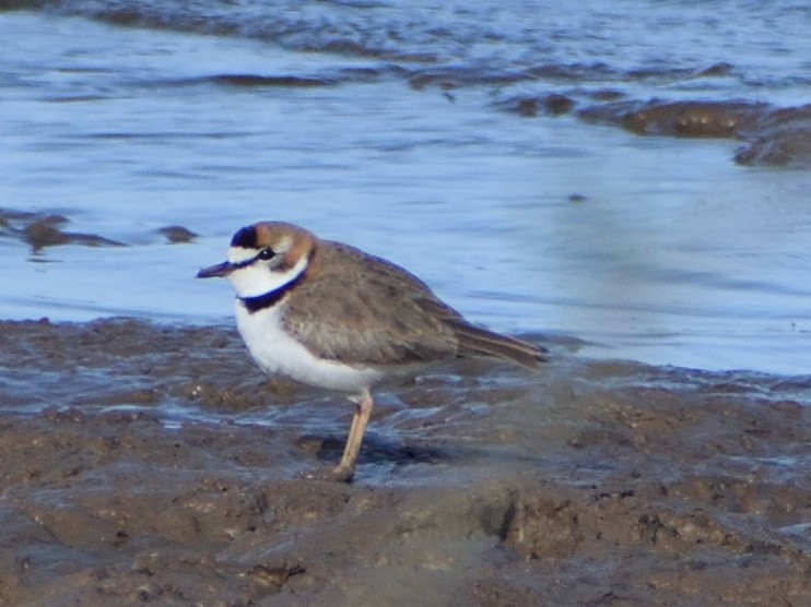 Collared Plover - ML605976031