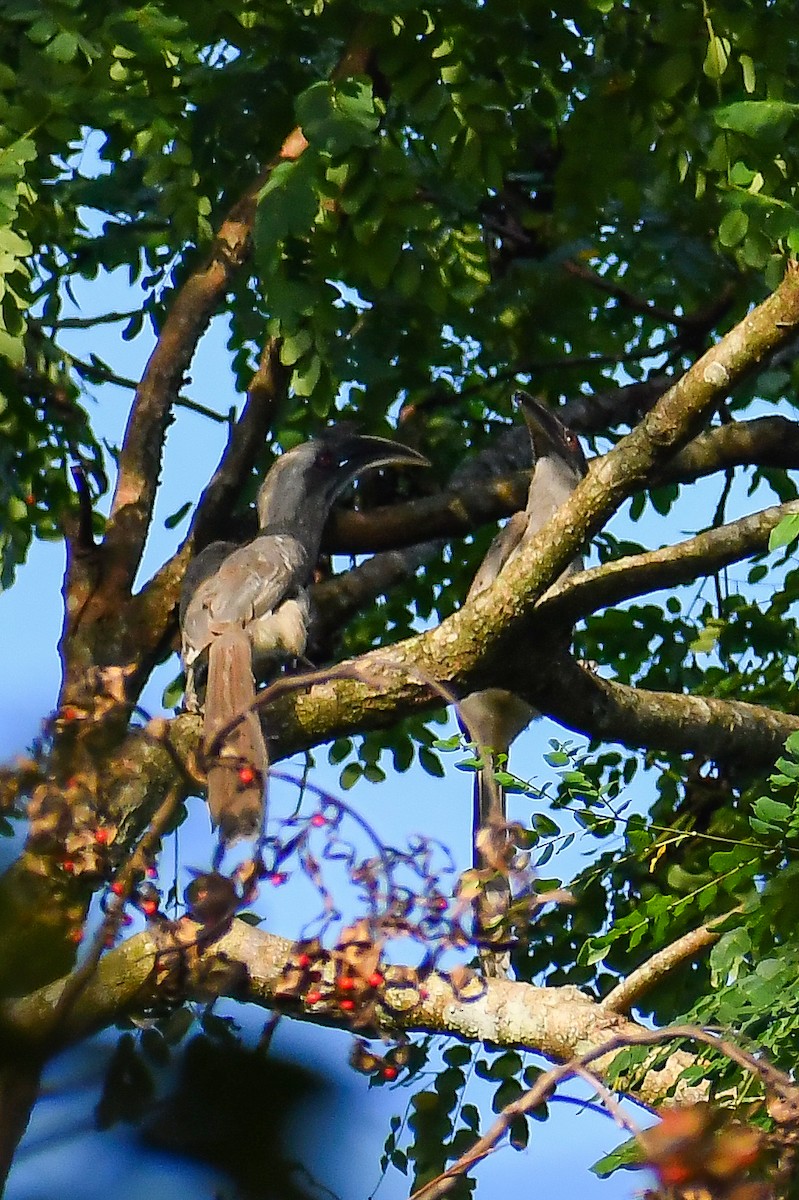Indian Gray Hornbill - ML605976561