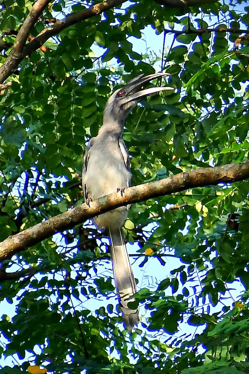 Indian Gray Hornbill - ML605976571