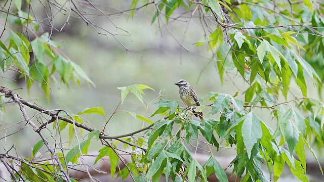 キバラブチタイランチョウ - ML605976641