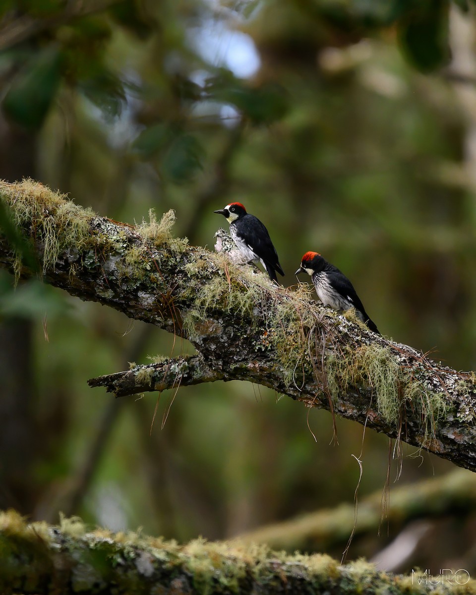 Acorn Woodpecker - ML605976671