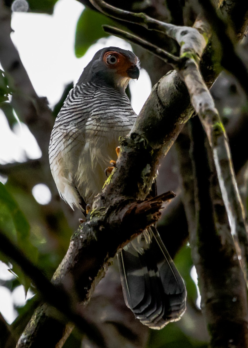 Lined Forest-Falcon - Luiz Anjos