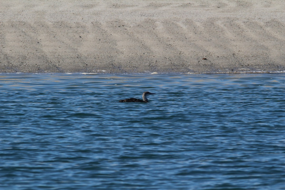 Common Loon - ML605977601