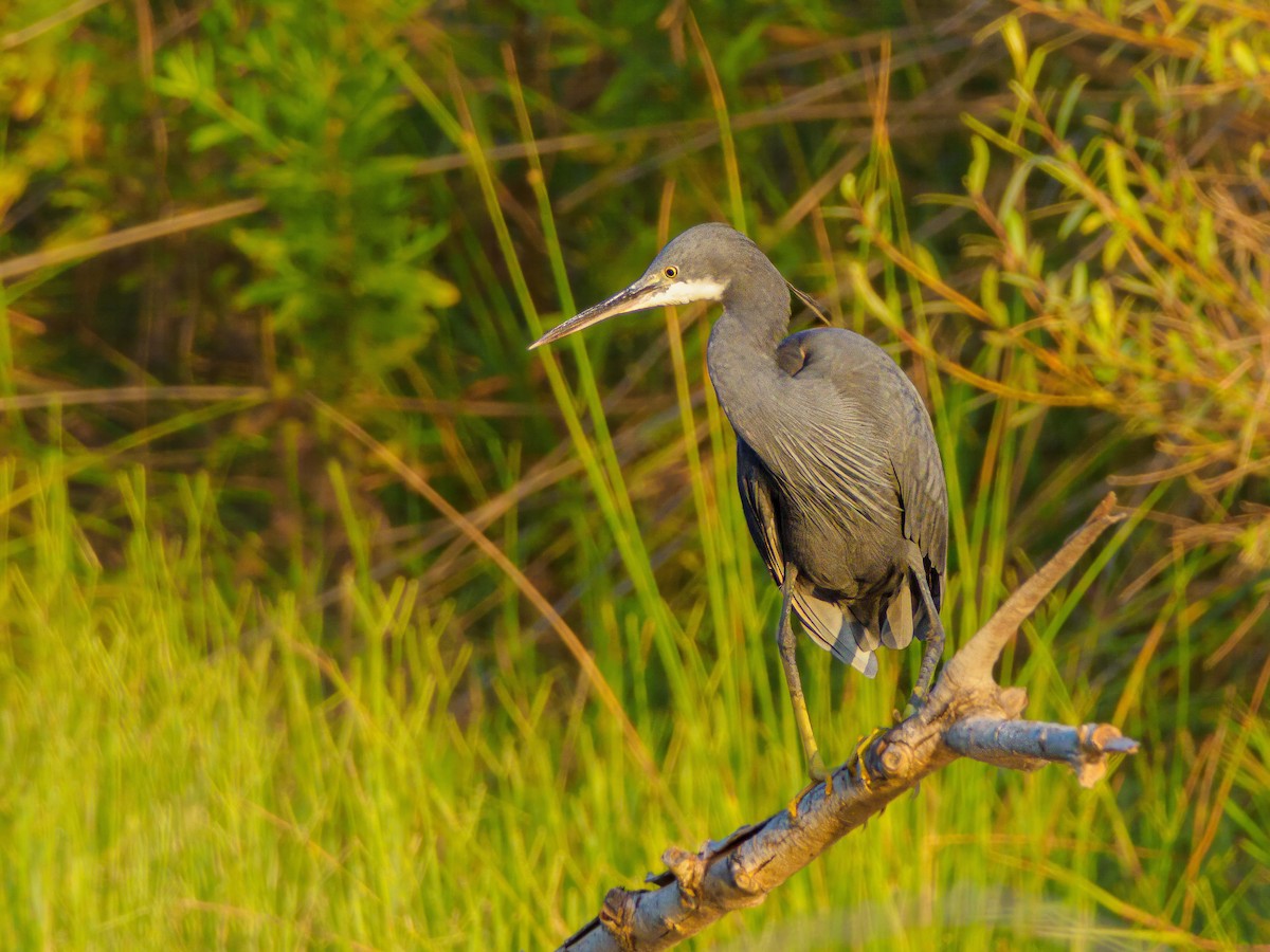 Western Reef-Heron - Olaf Solbrig