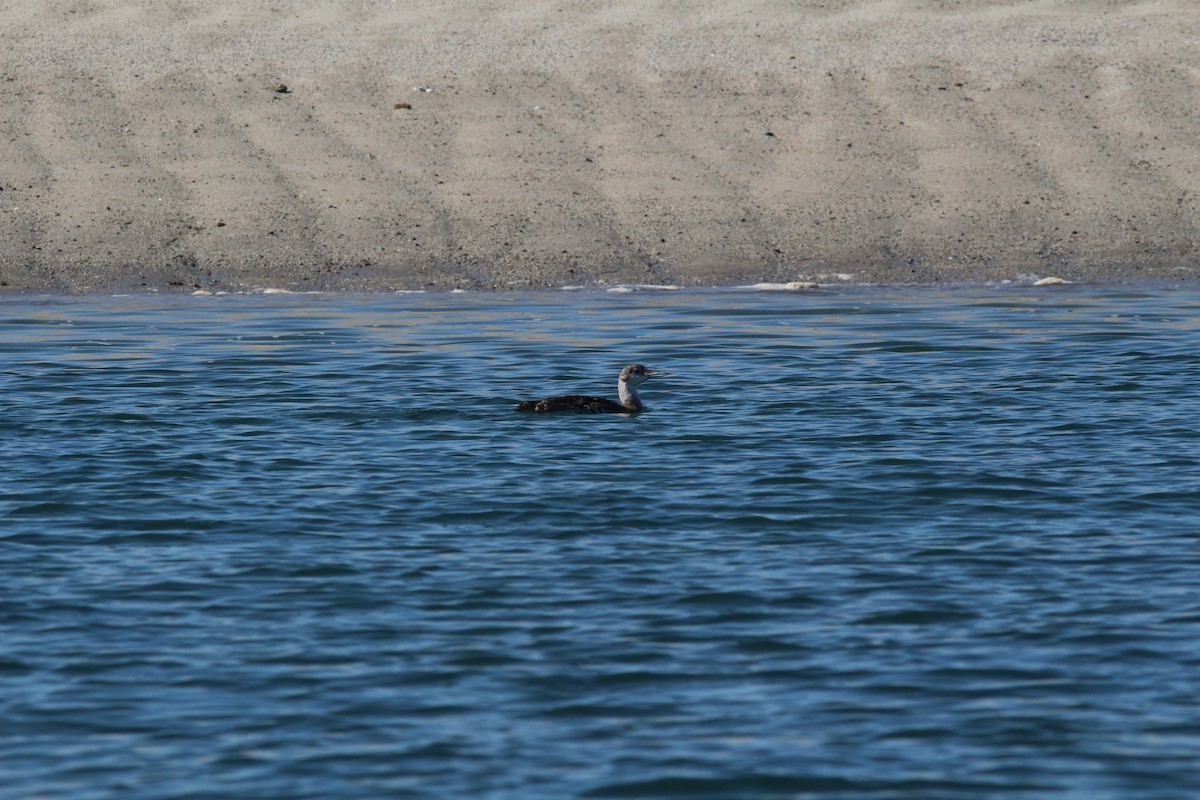 Common Loon - ML605977901