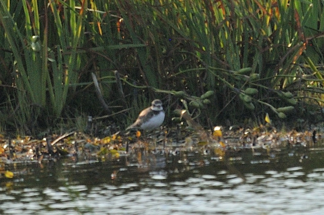 Semipalmated Plover - ML605978231
