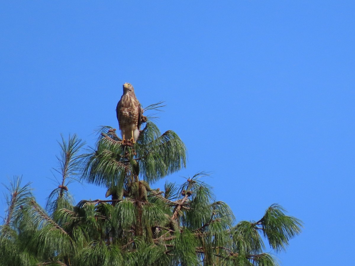 Roadside Hawk - ML605978461