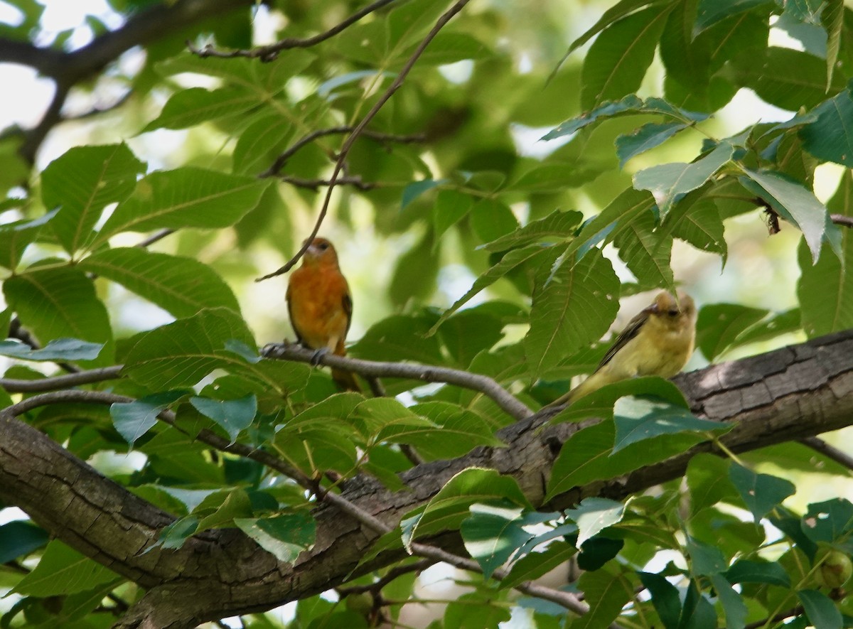 Baltimore Oriole - ML605978941