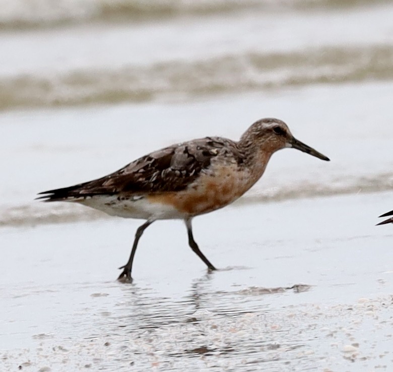 Red Knot - Lai Peng Chiang