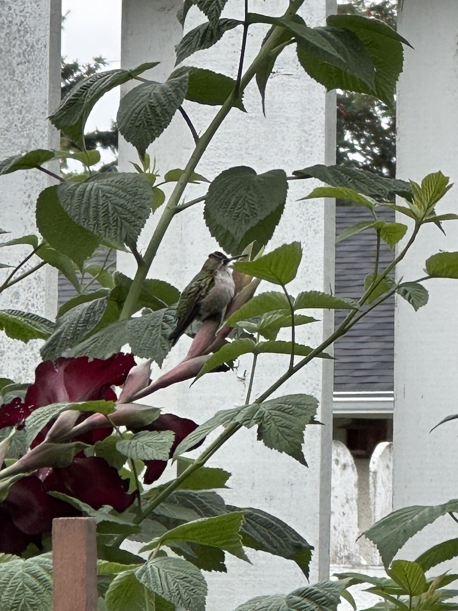 Ruby-throated Hummingbird - ML605979171