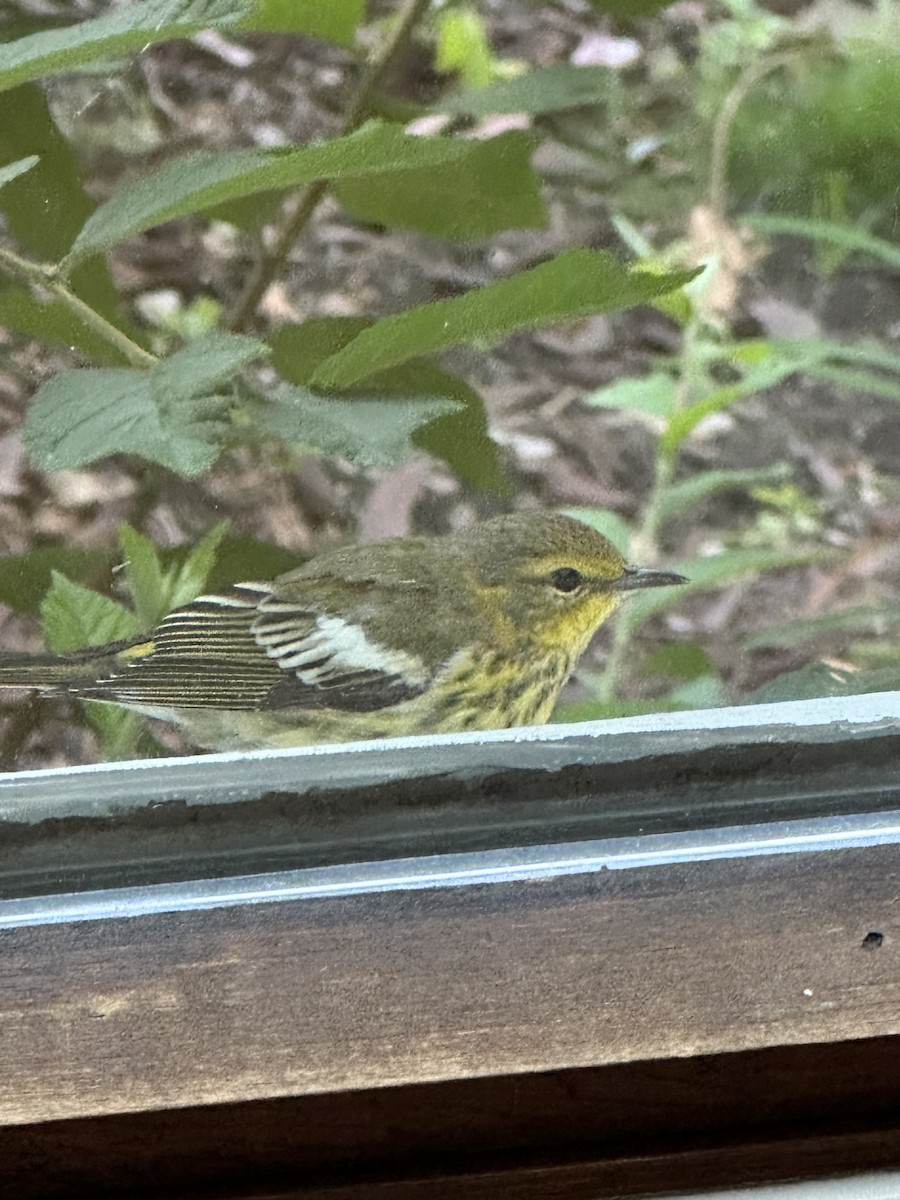 Cape May Warbler - ML605979921