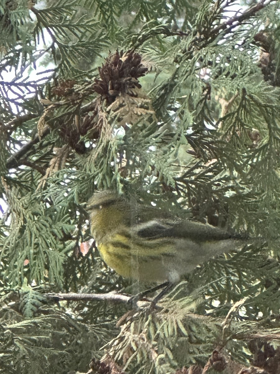 Cape May Warbler - ML605979931